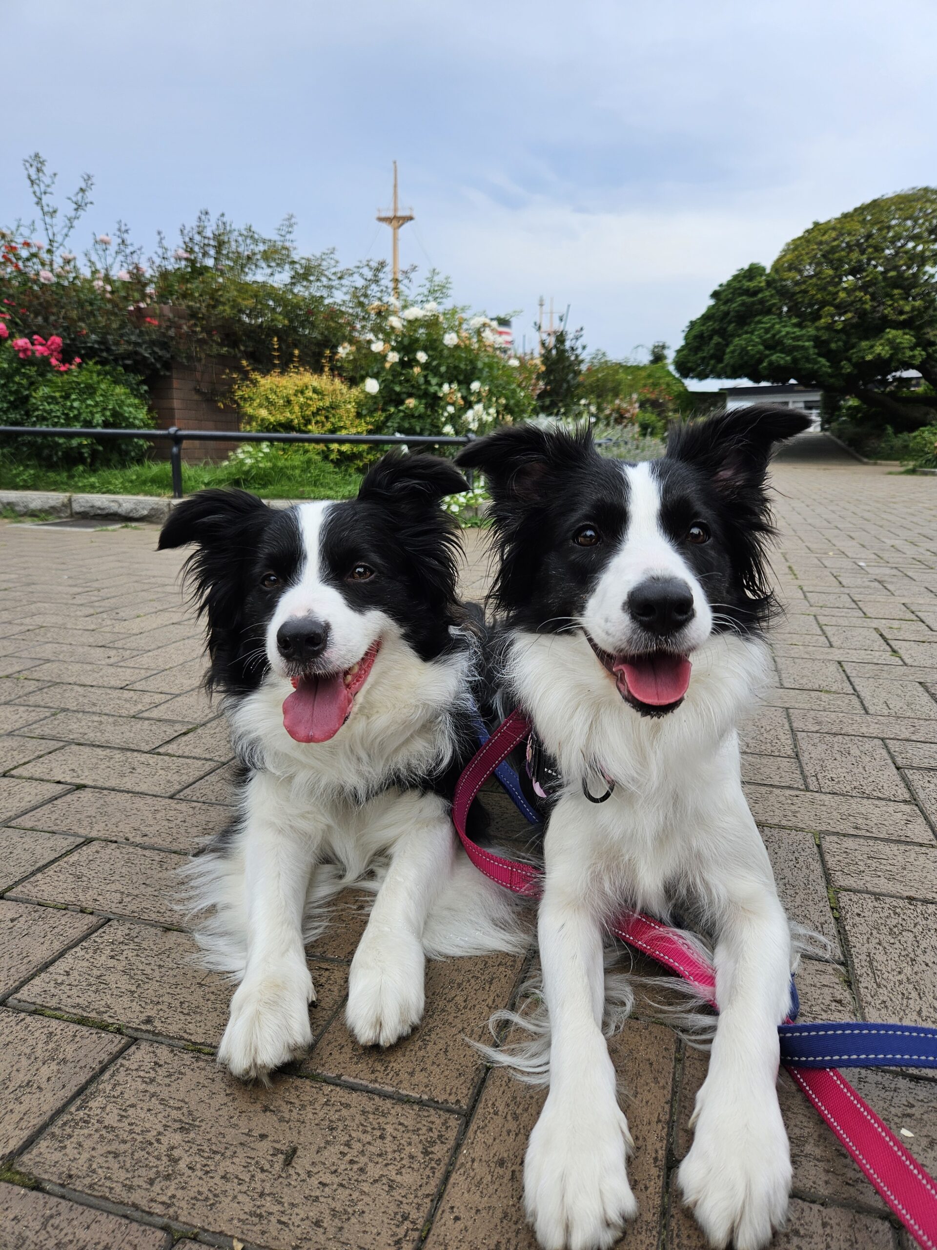 ボーダーコリー親犬レイラ おんてんばーる