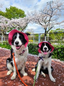 ボーダーコリーの親犬レイラ