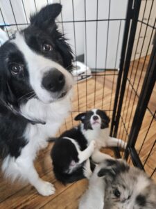 ボーダーコリーの親犬レイラ